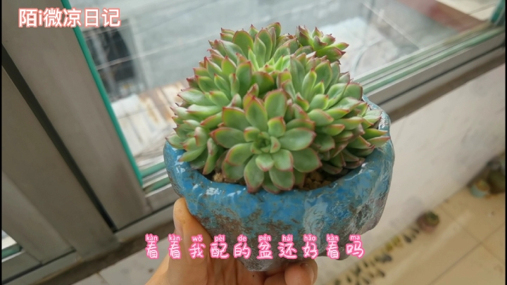 好花配好盆,小i今天又给多肉上盆了,大家来看看好看吗?