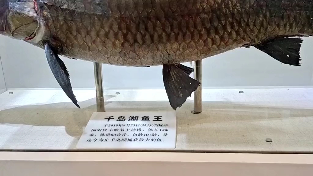 参观杭州千岛湖鱼博物馆,让你发现从不被我们知道的鱼,长知识啦
