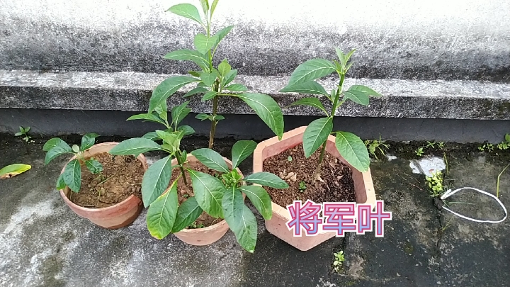 将军叫也叫南非叶,你知道它的功效吗?