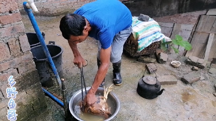 叔叔想吃鸡肉,鱼嫂做成“米酒辣椒鸡”,香味独特,和叔叔喝上了