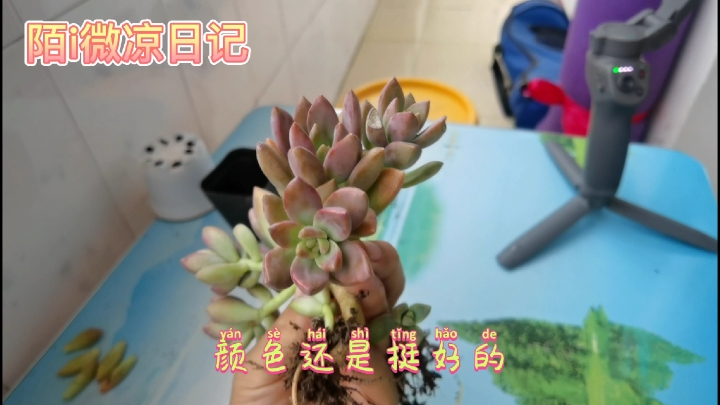 小i又到了新的多肉,两颗带桩子的奶油布丁,猜猜多少钱?