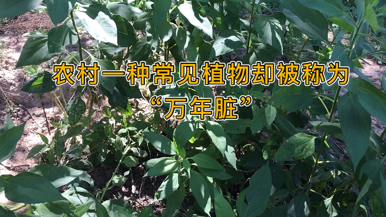 农村一种常见植物洋姜,有人管它叫“万年脏”,你知道为什么?