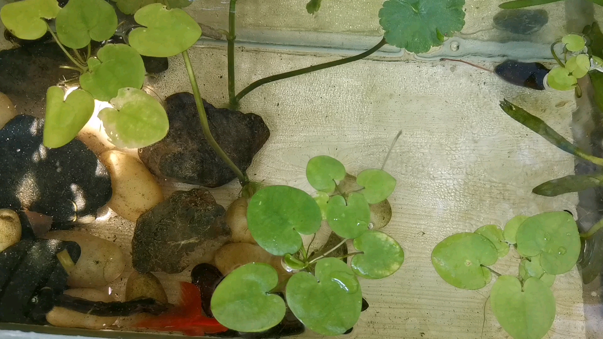 金鱼身上长了好多条状物(锚头蚤寄生虫),对寄生虫进行摘除