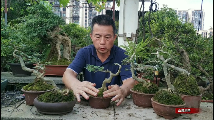 园子里清理出的一批小盆景长过头了下手不狠不行