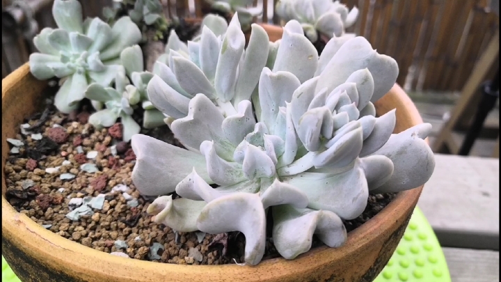 马哥带你见识一款与众不同的多肉—特玉莲,如何养护决定最终状态