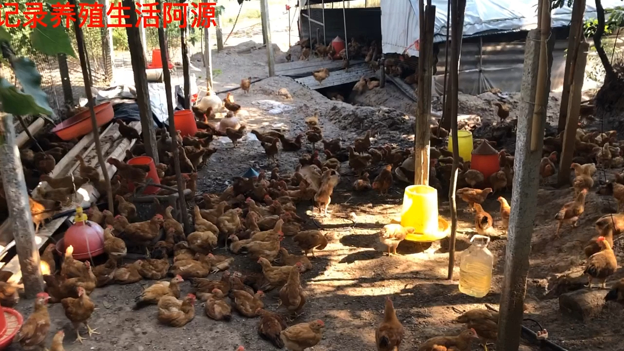 阿源养殖,51天小鸡,本以为得了球虫结果是鸡痘,这下麻烦了