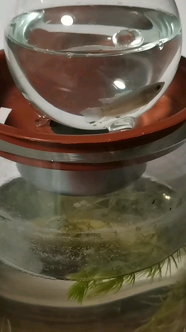 继续给澳洲火焰斗鱼泡药!泡了一天感觉没什么效果