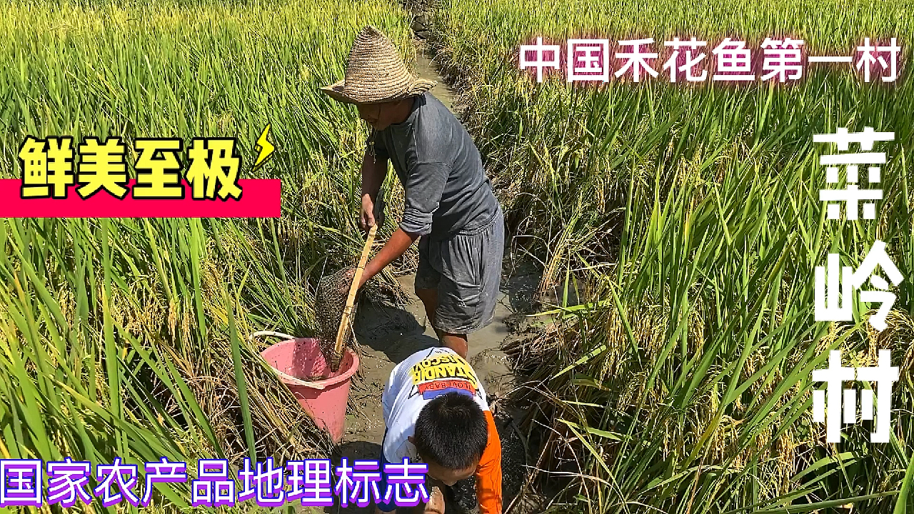 稻田里抓鱼,禾花鱼成群结队的等着被抓,看着就好过瘾的哦