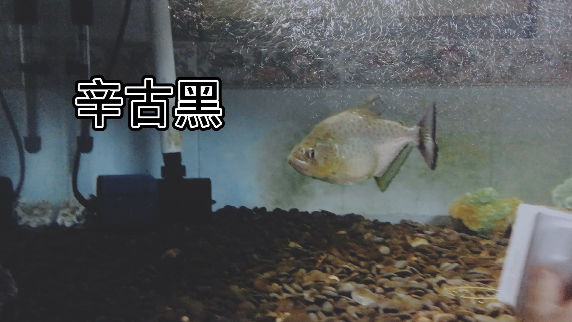 黑色食人鱼#小黑#状态猛.要怎样养好小黑呢