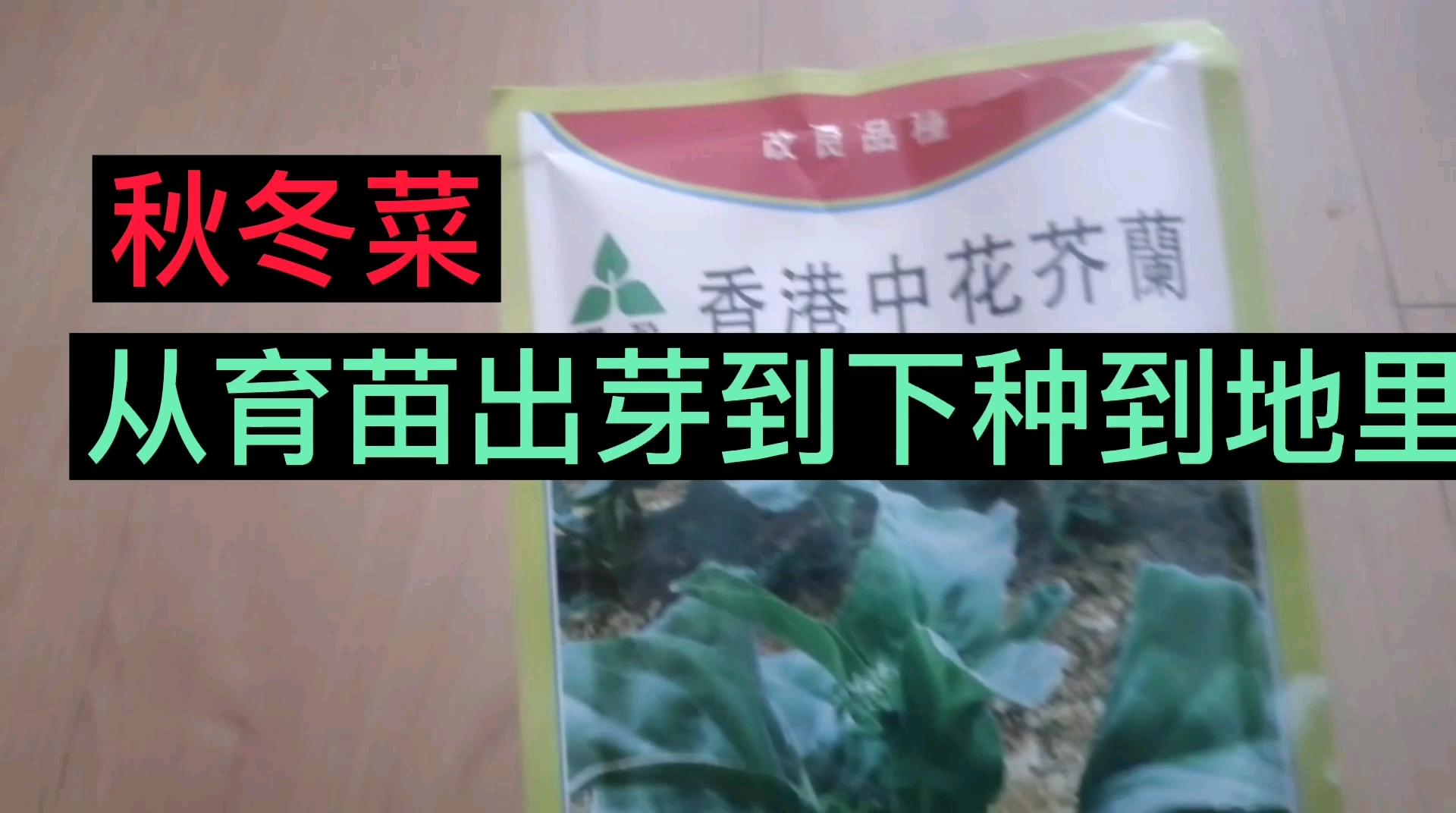 秋冬菜从育苗出芽到种地里,要注意的关键点一一中花芥兰菜