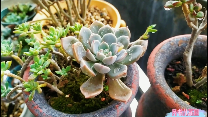 一场暴雨后的多肉非常漂亮,冬美人红粉佳人,名副其实的美人