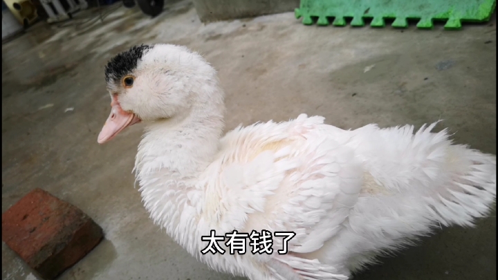 花20000块买网红“柯尔鸭”,它到底好在哪?这么贵你会买吗?