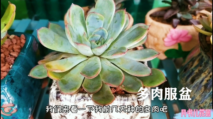 种下几天的多肉服盆了?状态真不错,荷花多肉叶子颜色超好看
