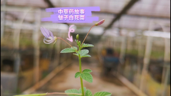 中草药故事——皱子白花菜