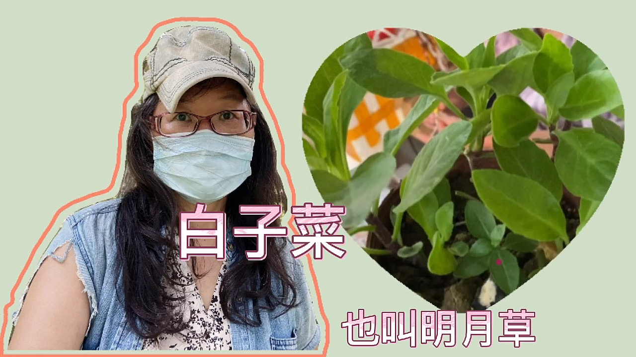 白子菜,佛山的这位女士告诉我它的作用,书本上也学不到