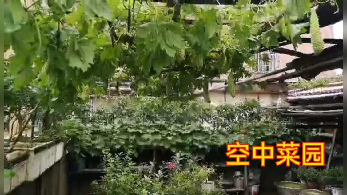 城市阳台种菜竟然比农村种菜还要茂盛,退休老人有秘诀