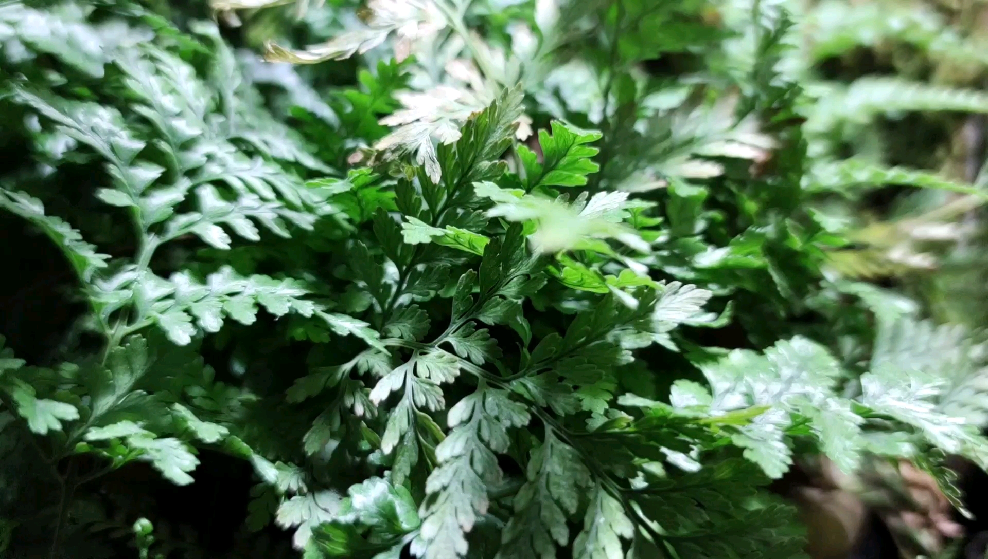 一米雨林缸搭配一群便宜又好养的曼龙鱼,估计一年不换水都没事