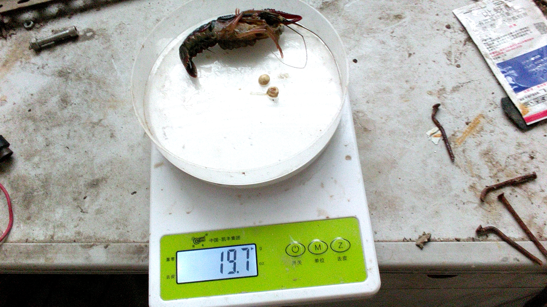 小龙虾脱一次壳,需要多少钙?