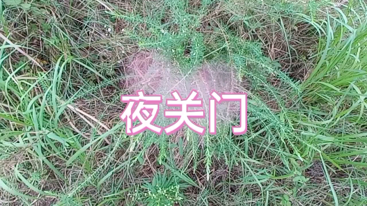 夜门关草有认识的吗,想了解它进来看看