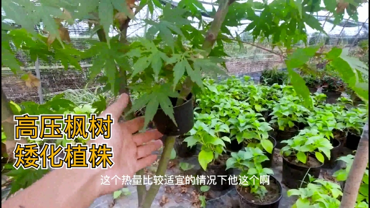 高杆盆栽鸡爪槭,棒棒糖大蓬头看腻,高压多盆小盆景,大赚的技能