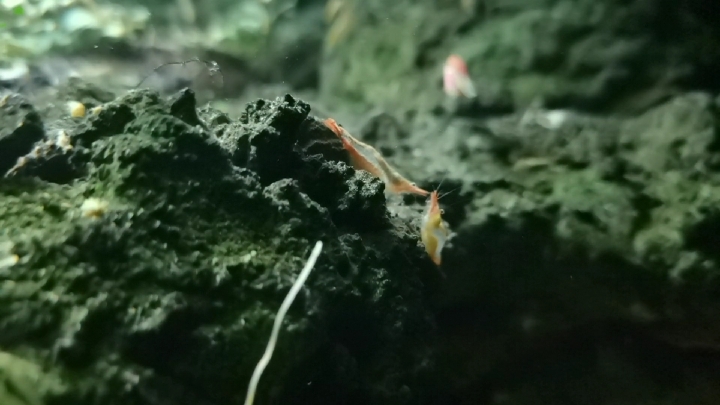 草缸里的红鼻虾  白天晚上两种颜色  太稀奇了