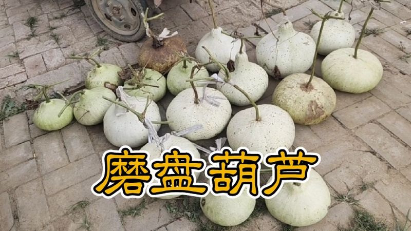 文玩葫芦之磨盘葫芦扁圆的肚子像南瓜