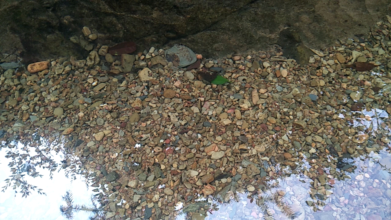 分水深山坞水沟里到处都是红丝鱼(石斑鱼),这里的生态环境很好