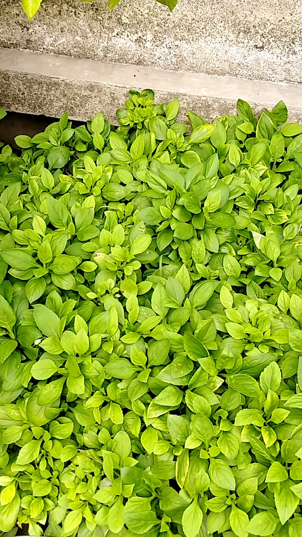 摘苦菜拿去晒苦菜干,苦菜干蒸肉汤非常美味!