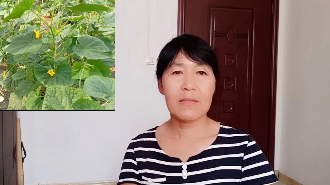 什么是有机蔬菜?你家小菜园里的蔬菜,称得上有机蔬菜吗