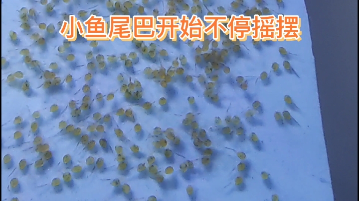 连续拍摄七天,记录燕鱼苗孵化全过程,一起来见证新生命的诞生