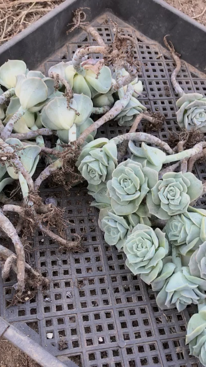 这个多肉有没有很可爱呢?它叫可爱玫瑰