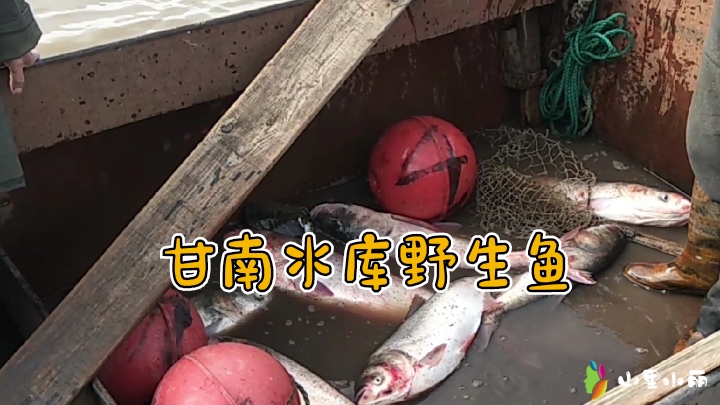 齐齐哈尔甘南水库,10多斤野生大胖头大白鲢,看看都过瘾