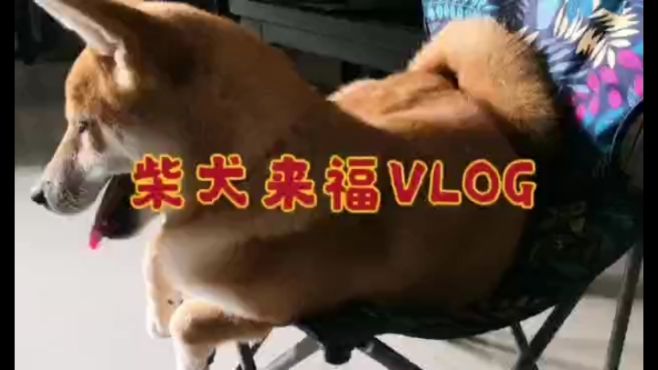 柴犬来福的Ⅴlog:爱不及手的专用折叠椅