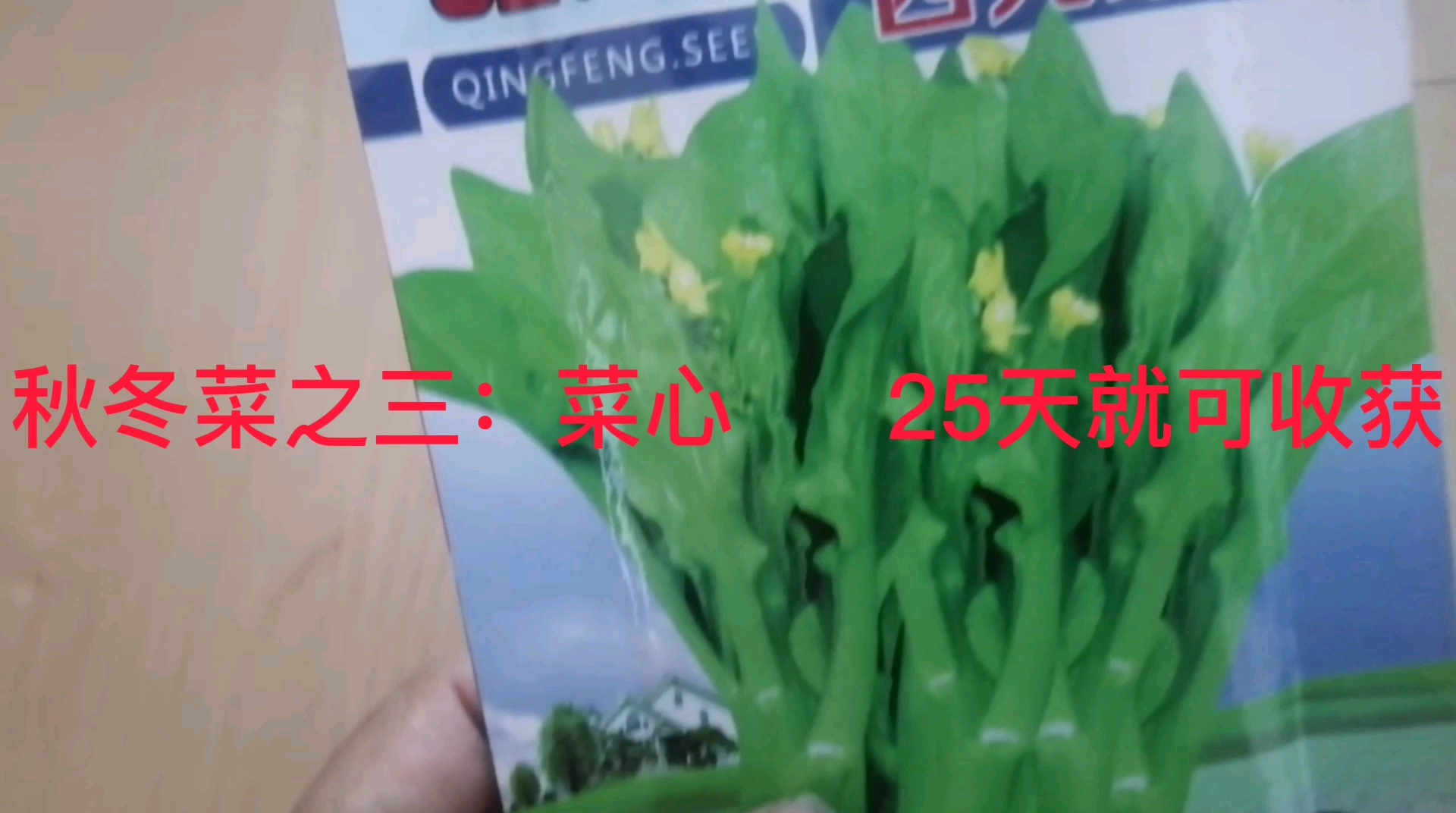 秋冬菜之三:菜心,速生蔬菜25天即可收获,手把手教你种植