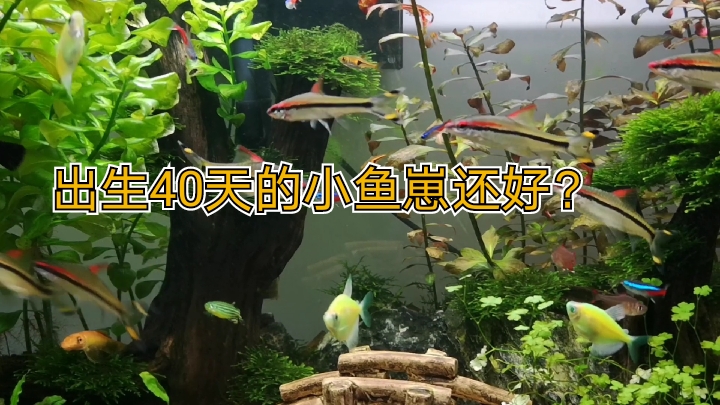 2只出生40天的小鱼崽,在大草缸里生活的怎么样?长大了吗?