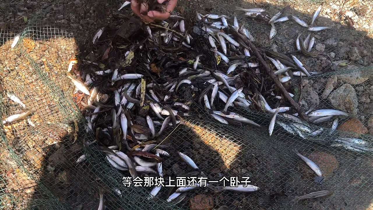 东北野生小鱼,一网兜就够吃一顿的!有喜欢吃的吗?
