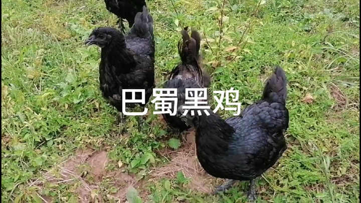 多大的土鸡最好吃,巴蜀黑鸡鸡中佳品,黑鸡炖黑豆滋补美味上品