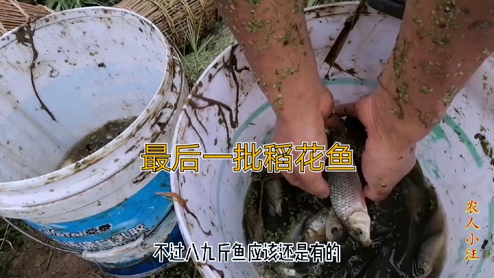 农村小伙和父亲抓稻花鱼,没放鱼苗也能抓8斤多,比预想的要好