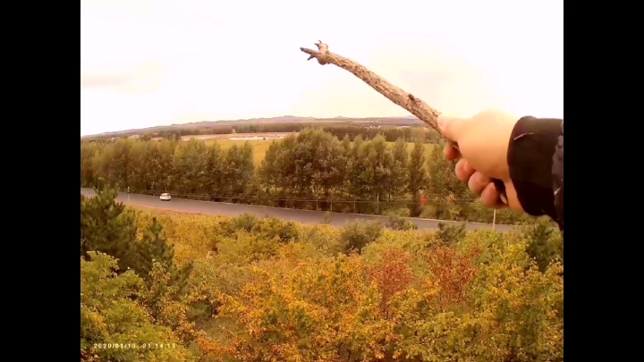 鸡血蘑生长的地方最漂亮,大鹏又采蘑菇又欣赏美景!