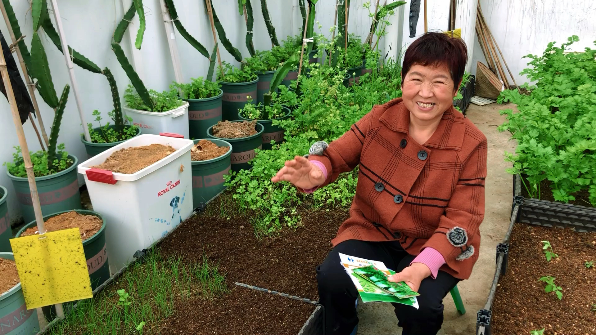 老井的楼顶田园记:夏季什么蔬菜好种又不招虫?一起来育苗吧!