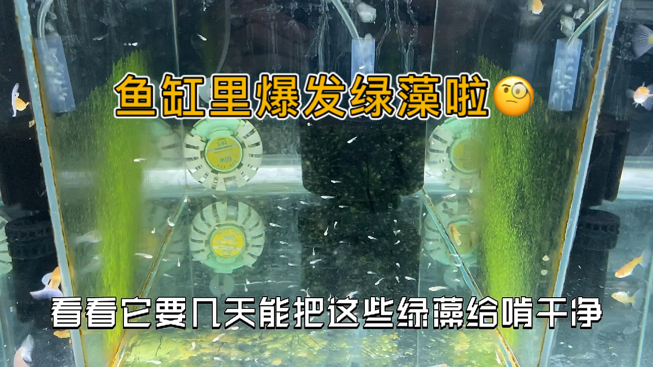 鱼缸玻璃上长绿藻不需要手动清理?快来看看养鱼大队长是怎么操作