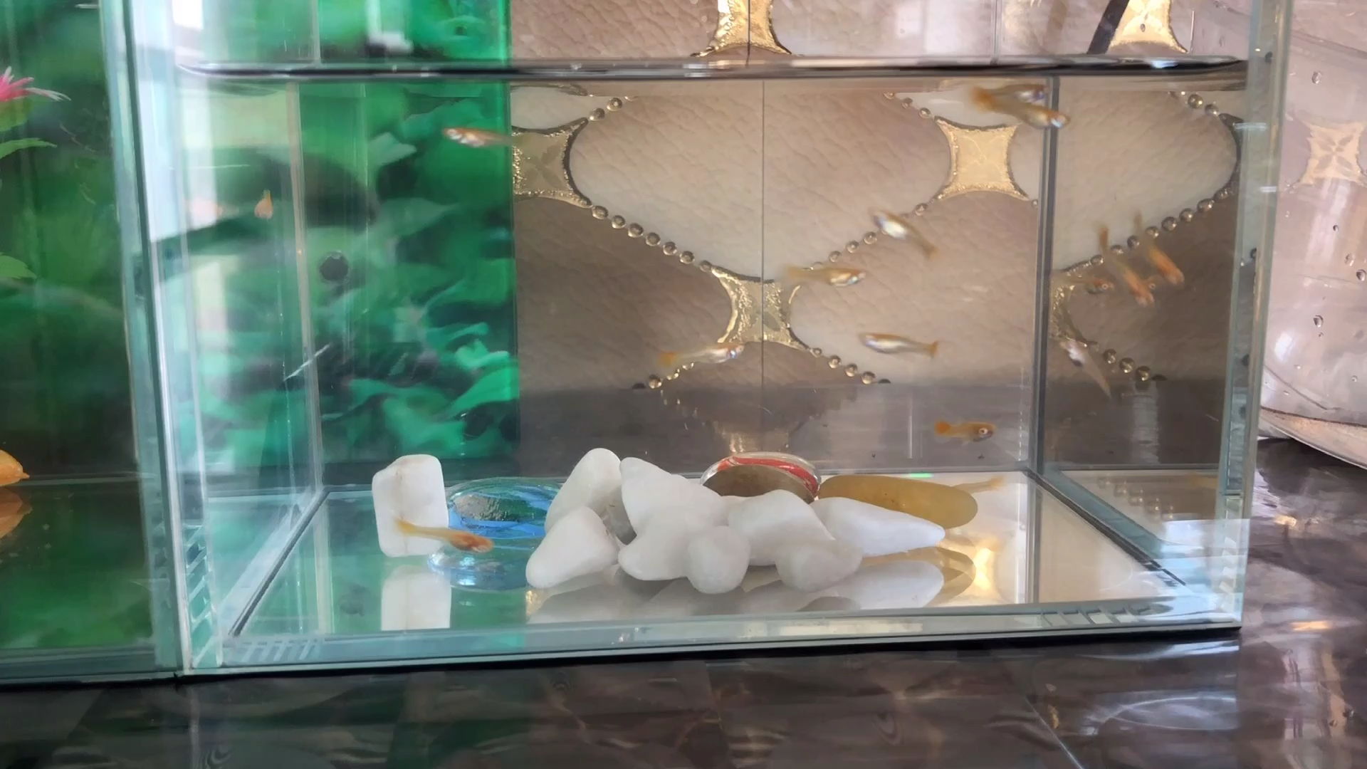 给一个月的孔雀鱼分公母,发生了一件事情让大冰太遗憾了