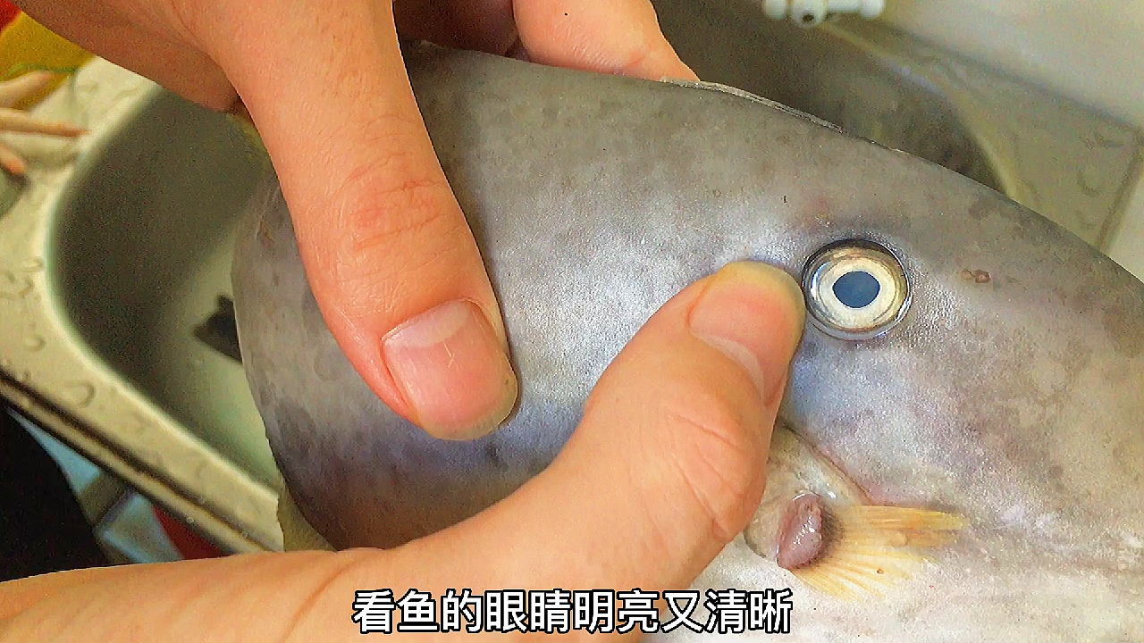 广东潮汕渔民是这样煮剥皮鱼,鲜嫩无腥味,三招分辨鱼是否新鲜