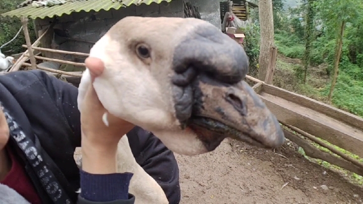 农村养的世界上最大的鹅,最大的老鹅能长三十斤,知道这是啥鹅吗