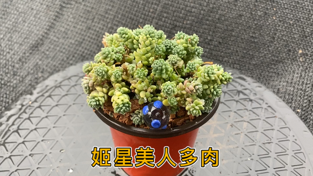 姬星美人多肉植物:是景天科景天属的一种多肉植物。
