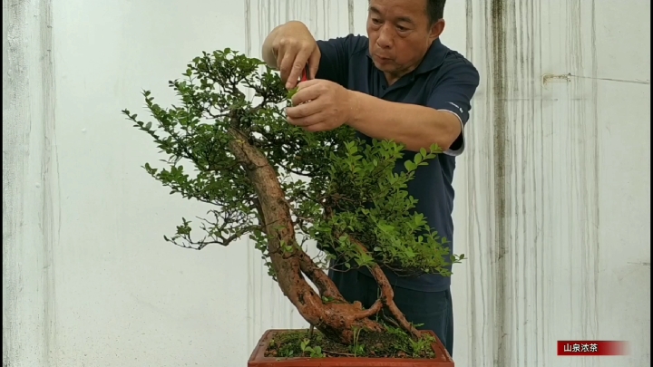 盆景造型搞清这个道理动手制作就简单多了