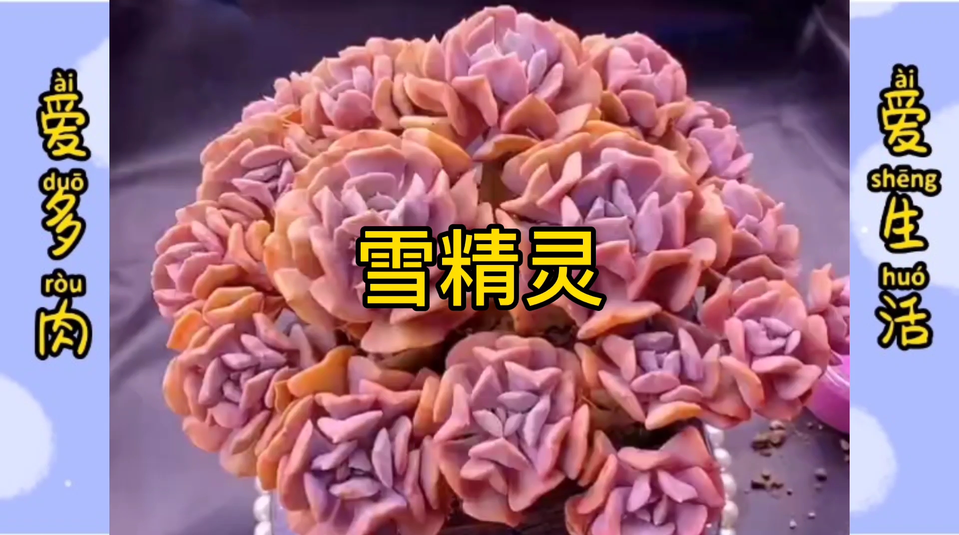 多肉爆盆了怎么办,看看小哥怎么给雪精灵修根上盆的