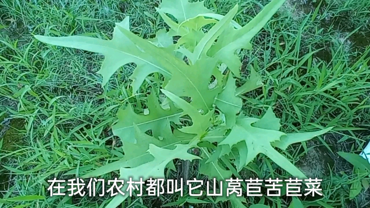 小小野菜,作用还不少