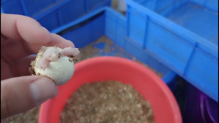 不同的白化鳄鱼龟,身价相差上万元,小伙亏了