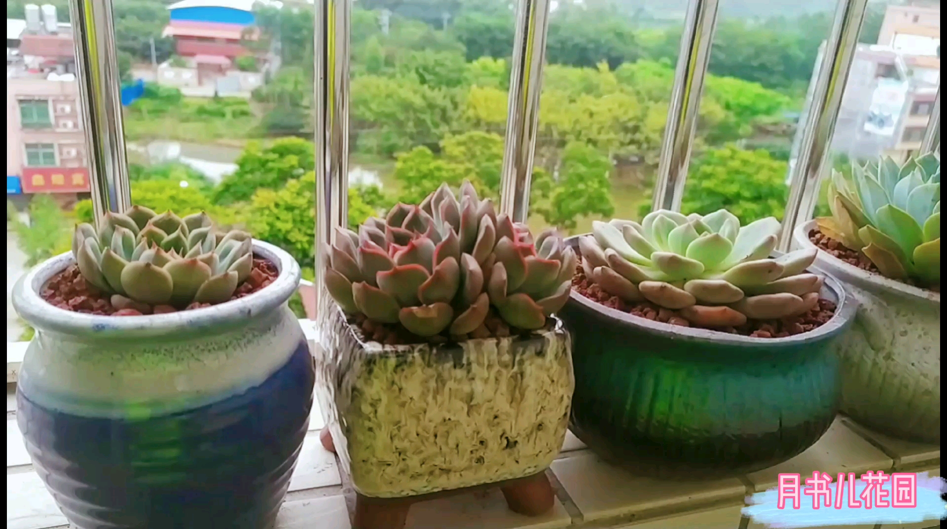 新品种的多肉状态很好,而且都是皮实好养的,你喜欢哪个?